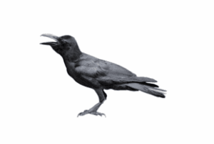 Image of a crow
